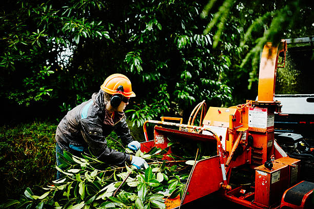 tree felling risk assessment